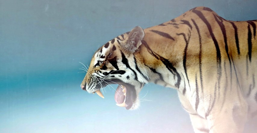 Indijska policija ubila "tigra ljudoždera". Pojeo je šest ljudi u mjesec dana