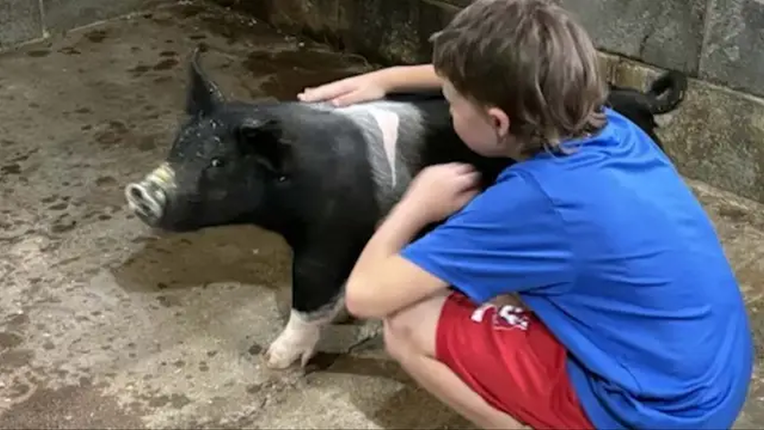Susjedi u SAD-u ubili terapijsku svinju autističnog dječaka. "Smijali su se"