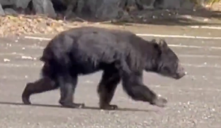 Japan se bori s rekordnim brojem smrtonosnih napada medvjeda