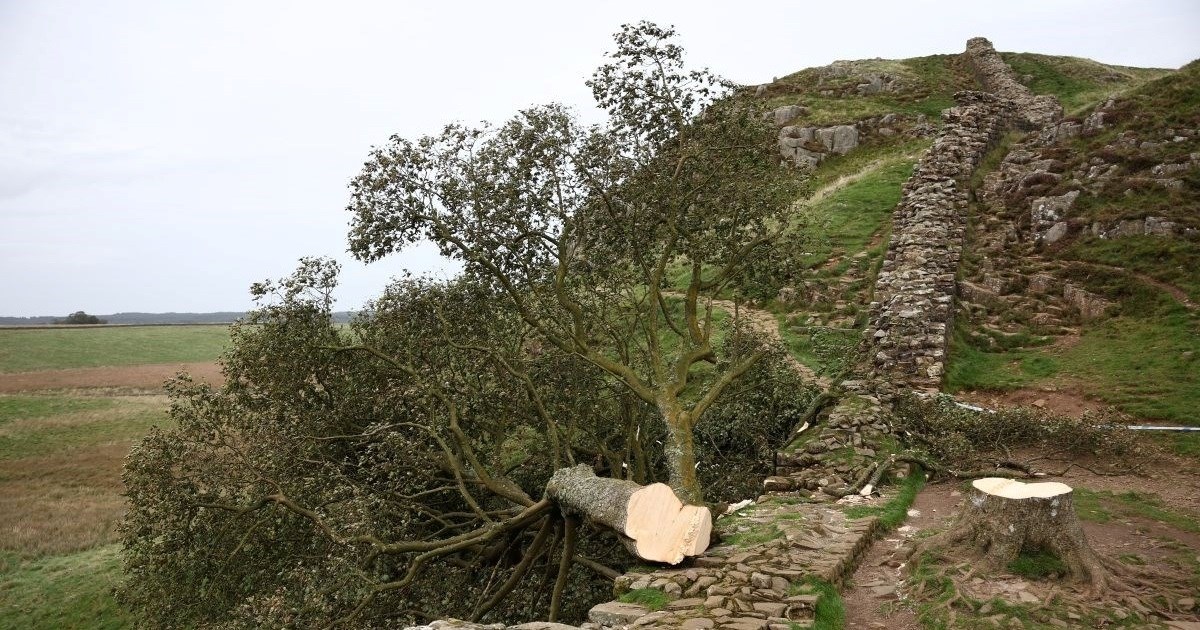 U Engleskoj motorkom srušili "stablo Robina Hooda". Tužitelj: Moronska misija