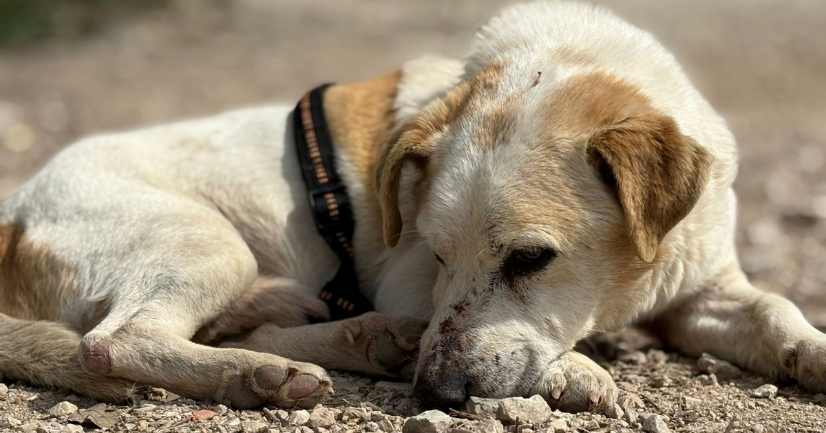 Slijepog Otta ostavili su samog u polju, dozivao je pomoć. Spasili su ga dobri ljudi