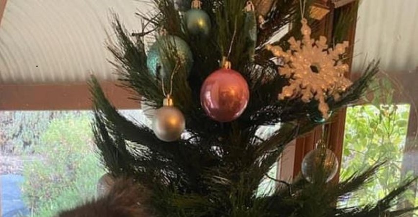 "Samo u Australiji": Obitelj nije mogla vjerovati što je pronašla na božićnom drvcu