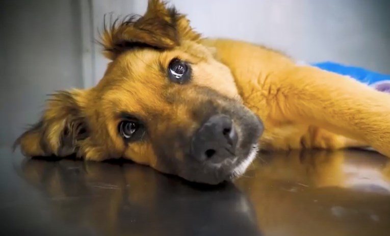 Obitelj ozlijeđenog psa dovela veterinaru pa tražila nezamislivu stvar