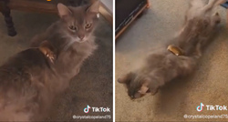 20 milijuna pregleda: Pogledajte kako je mačka reagirala kada je vidjela miša u kući