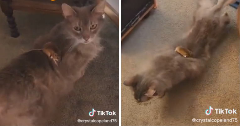 20 milijuna pregleda: Pogledajte kako je mačka reagirala kada je vidjela miša u kući