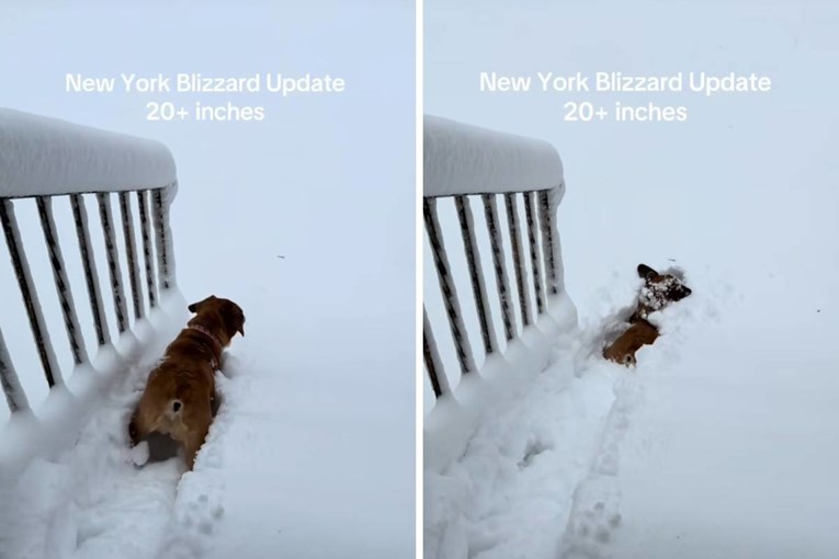 VIDEO Pas zapeo u snijegu: Urnebesna reakcija vlasnika postala je hit