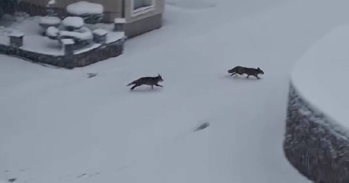 VIDEO Snježna igra koja je oduševila Hrvatsku, dvije male lisice ukrale su show