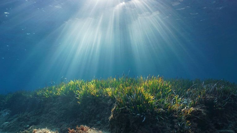 Znanstvenici u oceanima otkrili planine šećera 