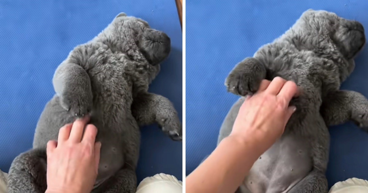 Štene čau čaua oduševilo ljude slatkoćom. Pišu da je pravi medvjedić