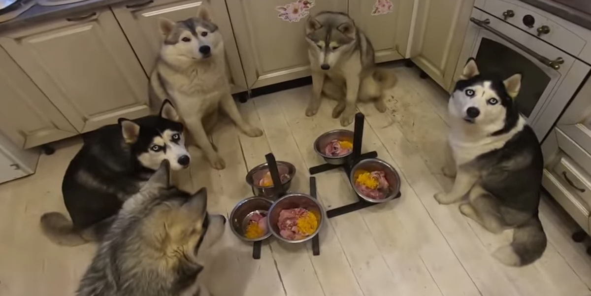 Strpljivi haskiji i njihov vlasnik začudili su svijet, pogledajte zašto