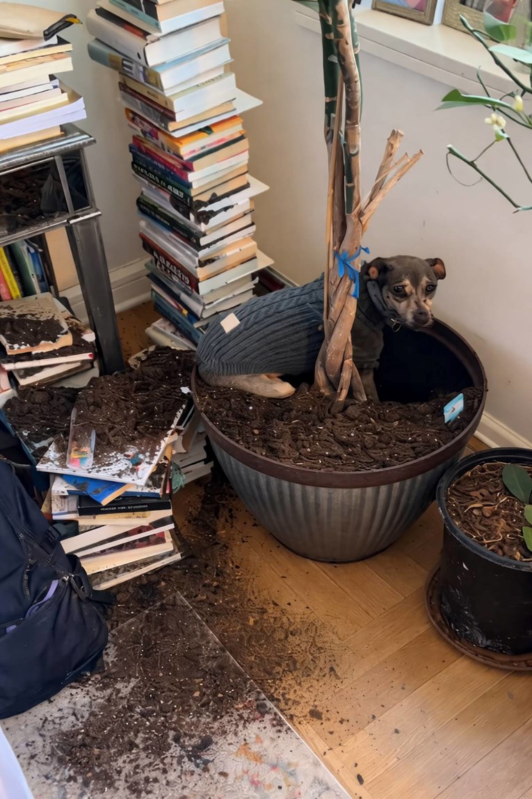 Psić napravio kaos, vlasnica ga zatekla na djelu: "Samo je stajao tamo nepomično"
