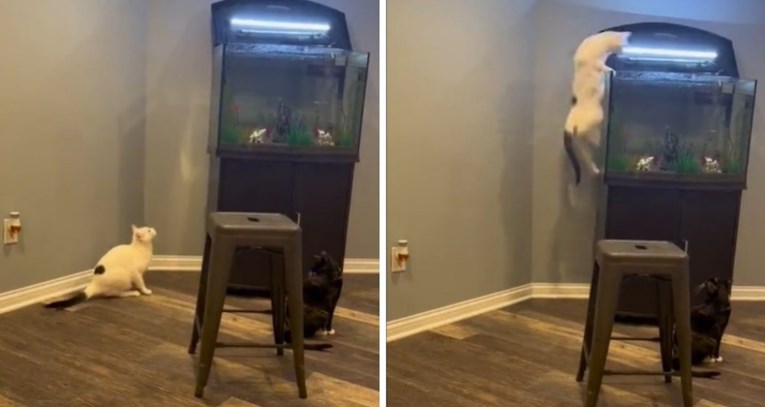 Hit video: Naravno da je ova maca skočila u akvarij