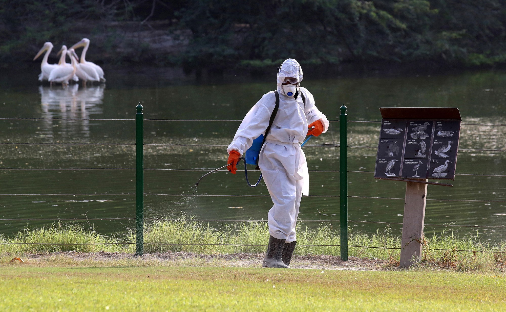 Prvi slučaj ptičje gripe H5N5 kod čovjeka završio smrću. Umro Amerikanac