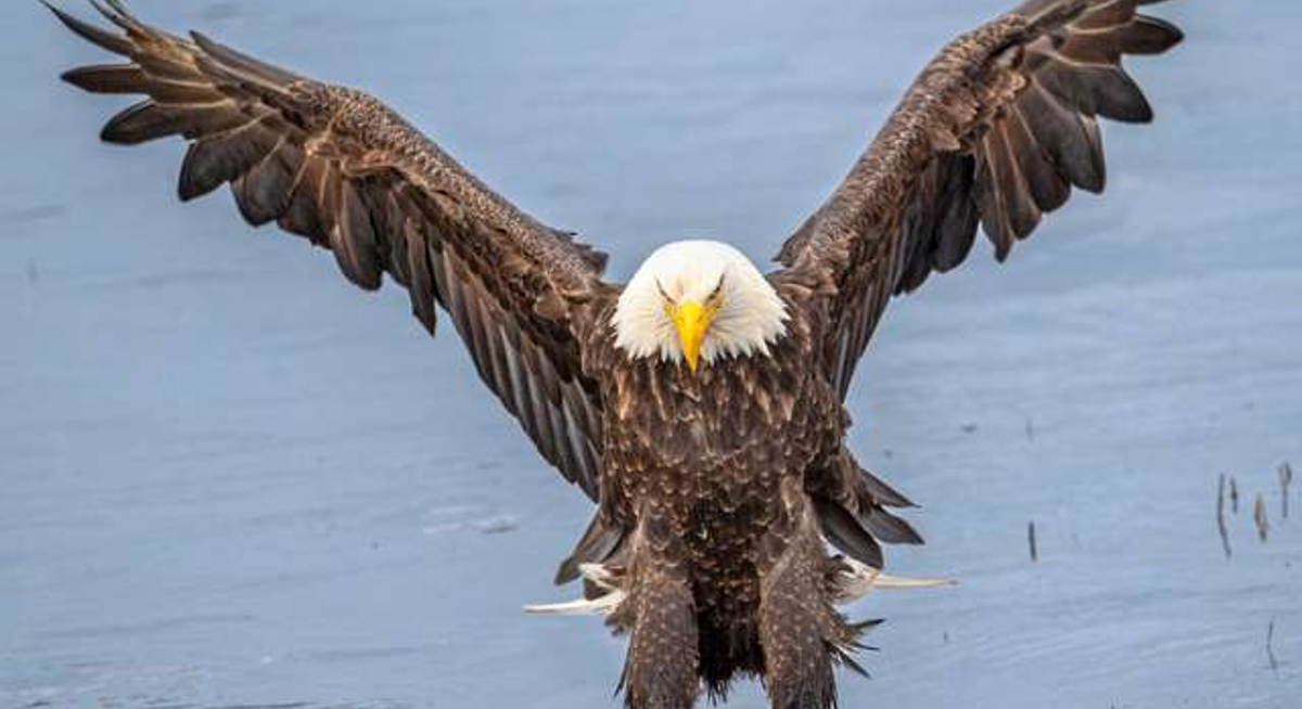 Fotograf snimio urnebesnu scenu s orlom koja je nasmijala cijeli svijet