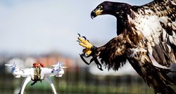 Američki znanstvenici stvaraju dronove od prepariranih ptica