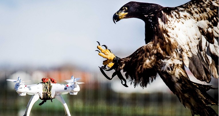 Američki znanstvenici stvaraju dronove od prepariranih ptica