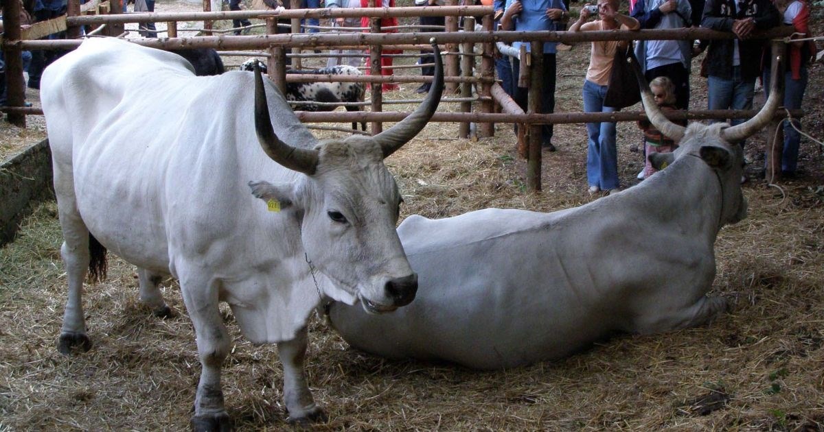 Sarožin je najteži vol u Istri, teži čak 1435 kilograma