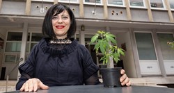 Holy predlaže zakon: Treba dozvoliti uzgoj 9 biljaka marihuane za osobnu upotrebu