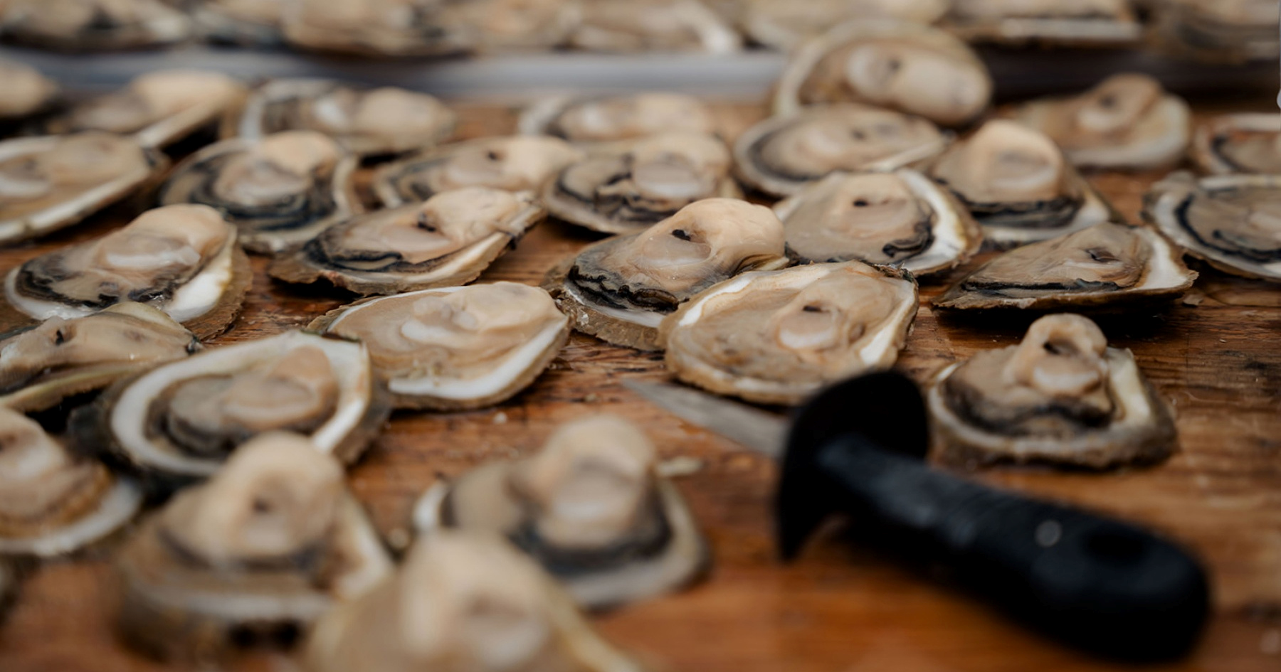 Najukusnije školjke Istre: Sve što trebate znati o limskim oštrigama