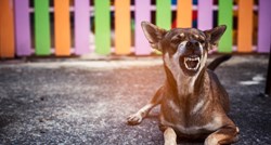 Saznajte kad će se psi naljutiti na ljude i kako to primijetiti kod njih