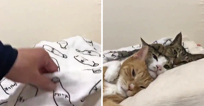 Video mačaka koje spavaju zagrljene ispod pokrivača pregledan je 21 milijun puta