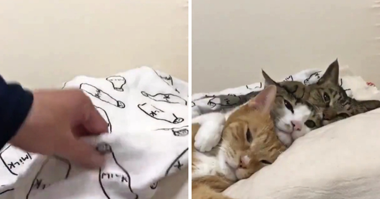 Video mačaka koje spavaju zagrljene ispod pokrivača pregledan je 21 milijun puta