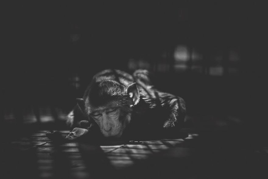 Strašne fotografije iz ZOO vrta u Bangladešu otkrivaju gorku istinu koja boli