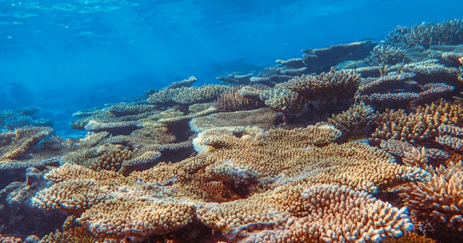 Oceani prvi put pali na "zdravstvenom pregledu". Kiselost prešla kritičnu točku