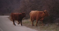 Krave lutaju same selima i uništavaju pašnjake. Mještani: Osjećamo se kao taoci