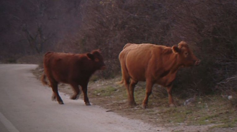 Krave lutaju same selima i uništavaju pašnjake. Mještani: Osjećamo se kao taoci