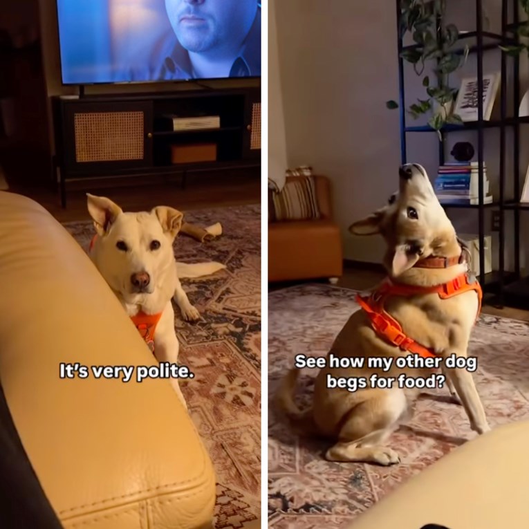 Žena snimila kako njezina dva psa mole za hranu, razlika u ponašanju mnoge nasmijala
