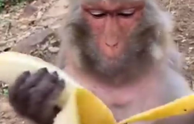 Video majmuna koji jede bananu postao hit zbog jednog detalja: "Tako i ja radim"