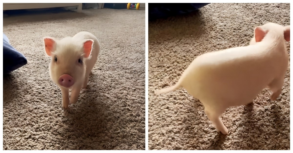 Patuljasta svinja koja radi trikove rastopila je internet