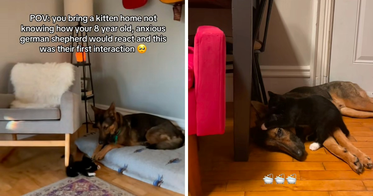 Njemački ovčar prvi put susreo mačića, njegova reakcija je sve