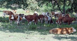 Vlada će stočarima kojima su krave uginule od antraksa dati dva milijuna kuna