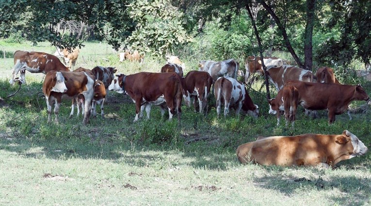 Vlada će stočarima kojima su krave uginule od antraksa dati dva milijuna kuna
