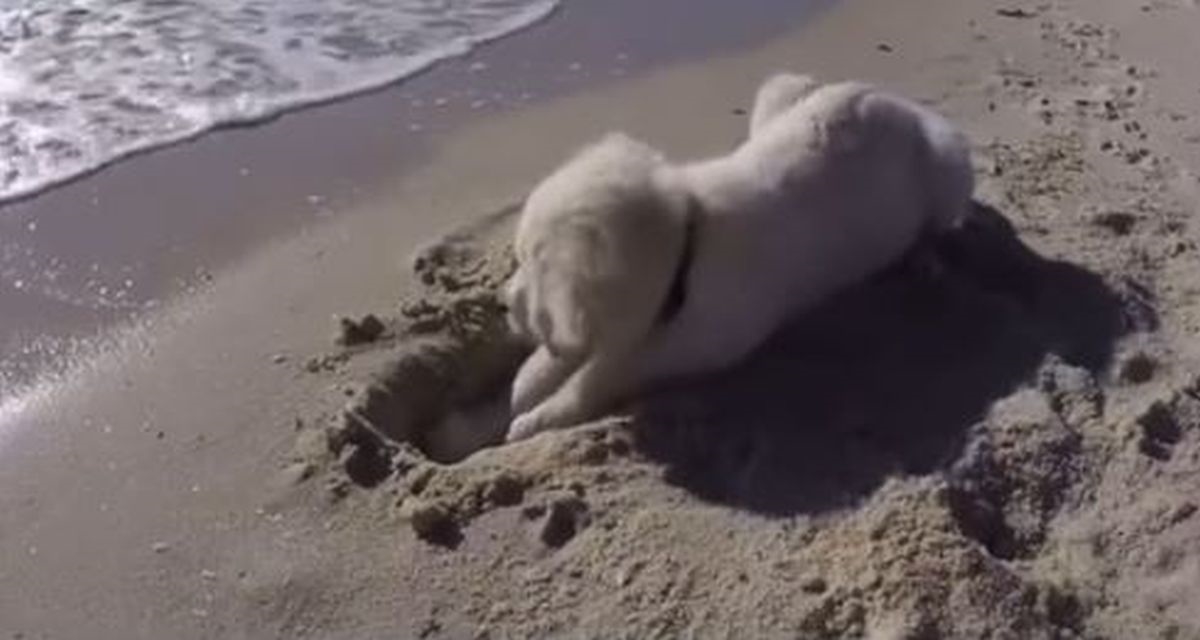 Štene iskopalo rupu na plaži pa se naljutilo kad ju je ocean potopio