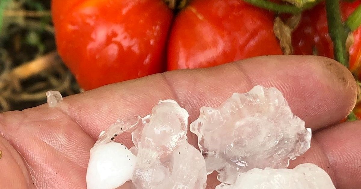 Osam i pol milijuna eura za poljoprivrednike pogođene prirodnim nepogodama