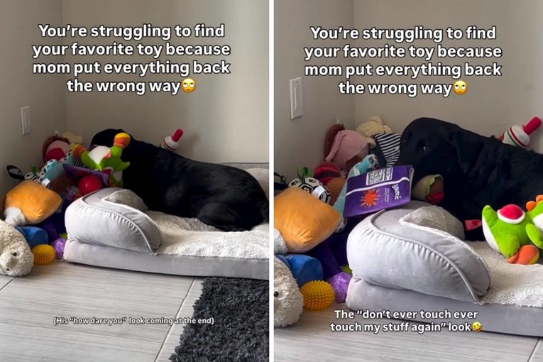 Labradoru je vlasnica premjestila igračke, njegova reakcija je hit 😂