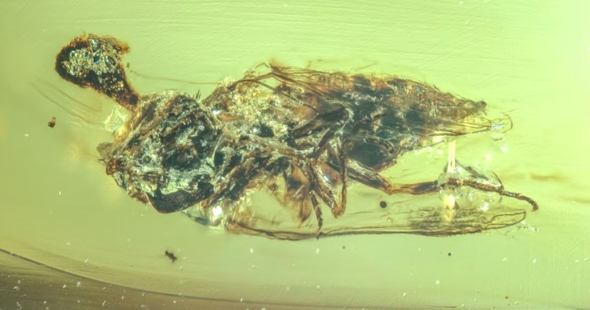 Fosil u jantaru otkriva zombi-gljivicu iz doba dinosaura nalik onoj iz The Last of Us