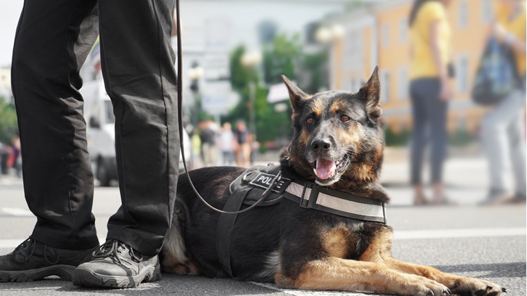 Policijski pas Aria nanjušio preko kilogram heroina i manje količine kokaina