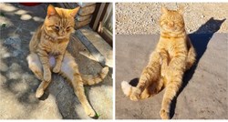 Ovo je Duje, najpoznatiji mačak na Korčuli. Sjedi kao čovjek, a turisti ga obožavaju
