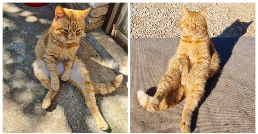 Ovo je Duje, najpoznatiji mačak na Korčuli. Sjedi kao čovjek, a turisti ga obožavaju