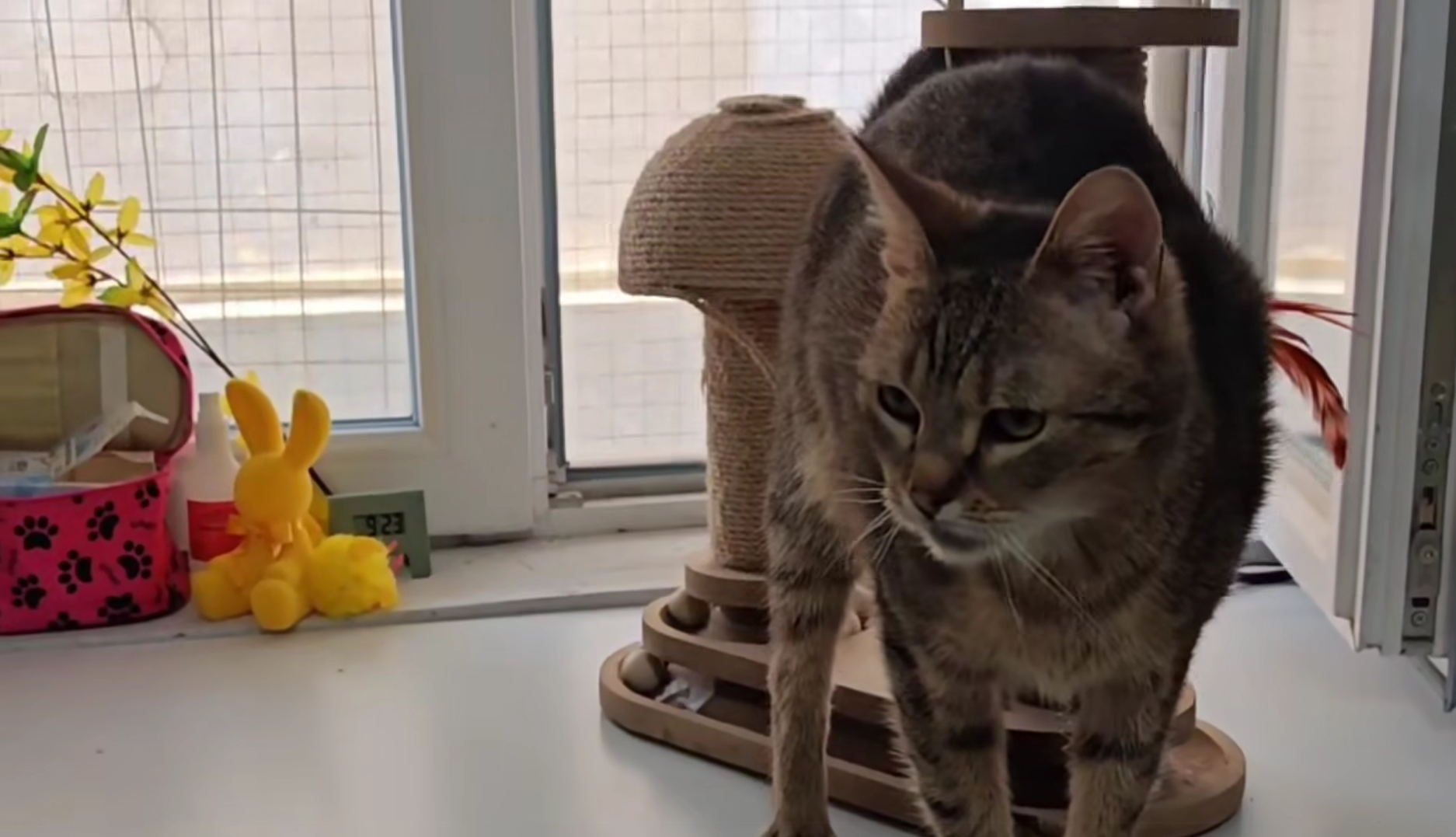 Apel udruge: Mačka Mandy dugo čeka dom i živi u kavezu