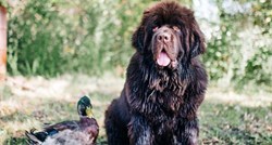 Ljudi oduševljeni neobičnim prijateljstvom patke i psa: "Preslatki su zajedno"