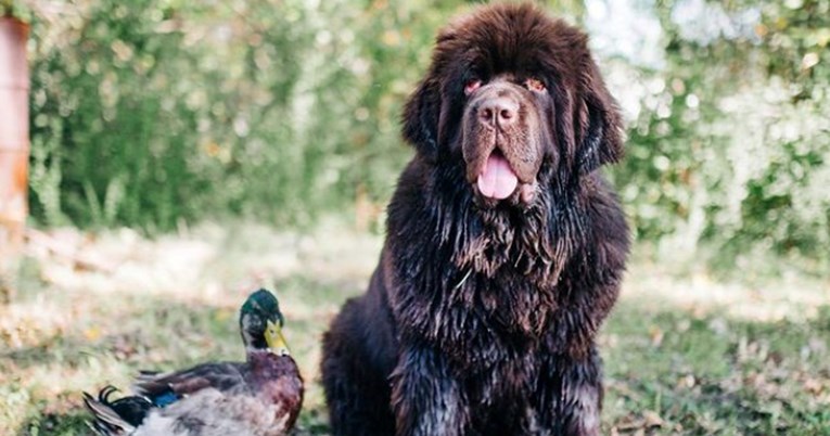 Prijateljstvo psa Svena i patka Olafa oduševilo ljude: "Ima li nešto bolje od ovoga?"
