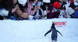 Mladi carski pingvini prve žrtve topljenja leda na Antarktici