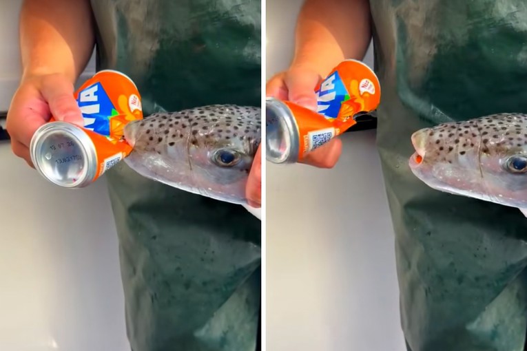 VIDEO Grčka plaća za izlov otrovne invazivne napuhače koja može pregristi limenku