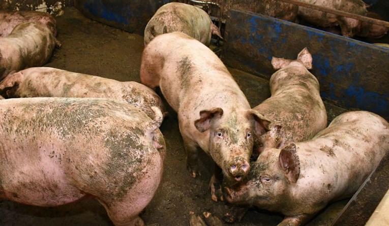 Od 1. travnja obavezno je prijaviti klanje svinje