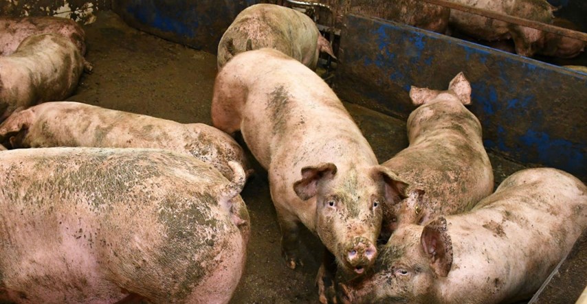 Od 1. travnja obavezno je prijaviti klanje svinje